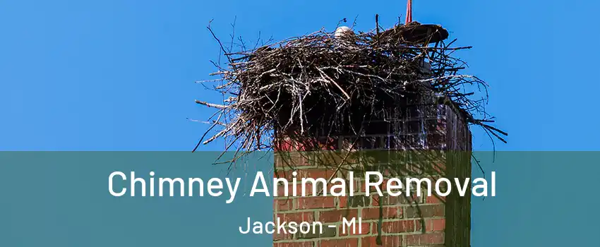 Chimney Animal Removal Jackson - MI