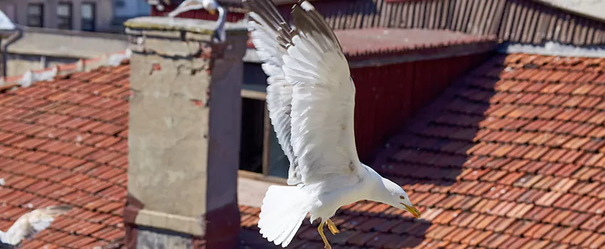 Residential Chimney Animal Removal Solution in Jackson, MI