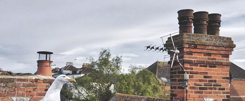 Chimney Cleaning And Restoration in Jackson, Michigan